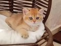 BAL RENGİ BRITISH SHORTHAIR ZARAFETİ 