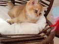 BAL RENGİ BRITISH SHORTHAIR ZARAFETİ 