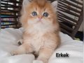 BRITHIS GOLDEN LONGHAIR ZARAFETİ 