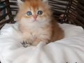 BRITHIS GOLDEN LONGHAIR ZARAFETİ 