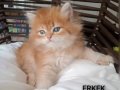 BRITHIS GOLDEN LONGHAIR ZARAFETİ 