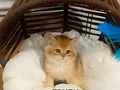 Brıthıs Shorthair Mükemmelliği