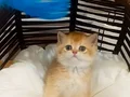 Brıthıs Shorthair Mükemmelliği