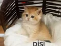 Brıthıs Shorthair Mükemmelliği