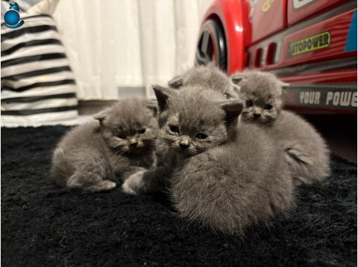 Ev ortamında büyüyen Oyuncu uysal son 2 yavru