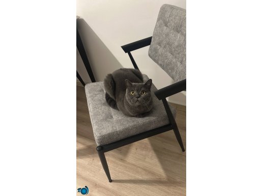 ÜCRETSİZ SAHİPLENDİRME