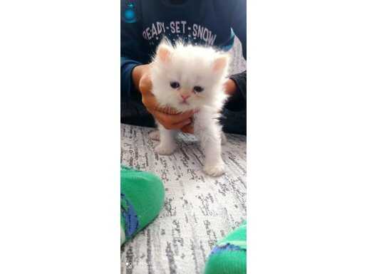 İzmir karşıyaka muhteşem bebekler