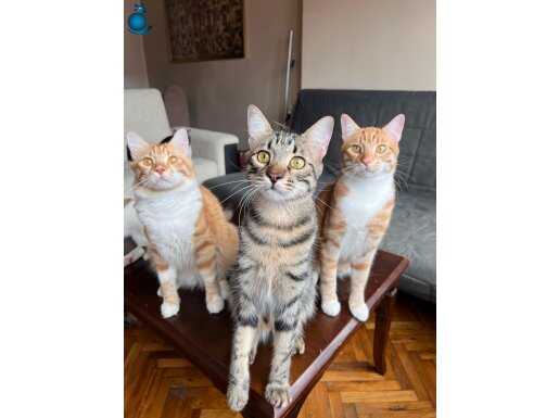 ACİL SAHİPLENDİRILMESI GEREKİYOR