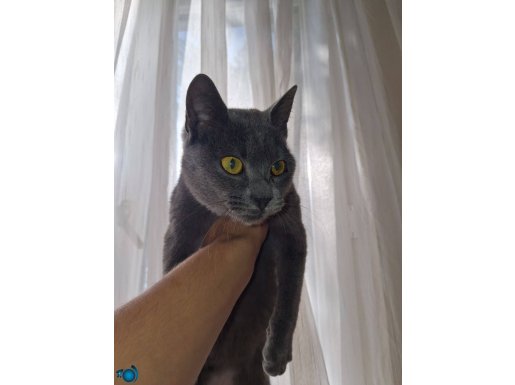 Chartreux kedi 