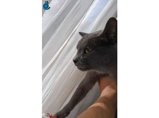 Chartreux kedimize bakamadığımız için satılık yuva arıyoruz