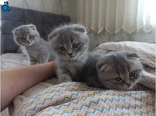 3 tane 2 si erkek 1 dişi scottish fold yavrular 
