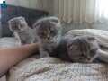 3 tane 2 si erkek 1 dişi scottish fold yavrular 