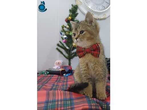 BRİTİSH GOLDIN NY 25 / BRTİHS BLU POINT / BRTHİS CHOCOLATE 