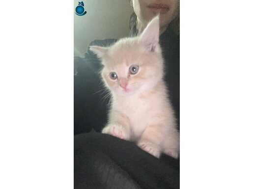 BRİTHİSH GOLDEN YAVRU