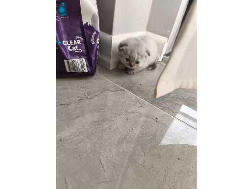 Yalovada Çok Tatli Yavru Egitimli Minnak Kediler