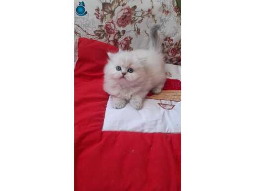 Ücretsiz sahiplendirme 