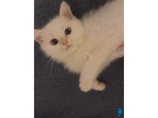 Uysal Sevimli yavru kedim için yuva arıyorum