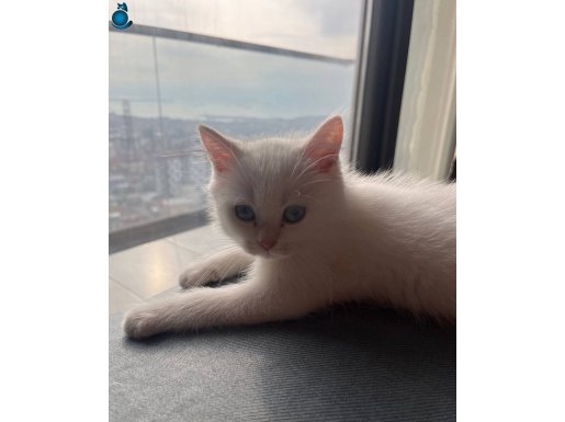 Sevgi dolu bi yuva arıyorum karma aşısı mevcut 