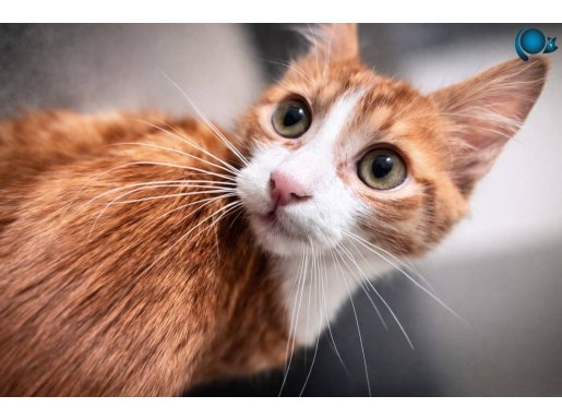 sarman üç aylık yavru kedi