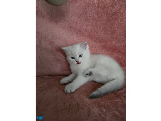 Scotish kardeşler bursa içi 