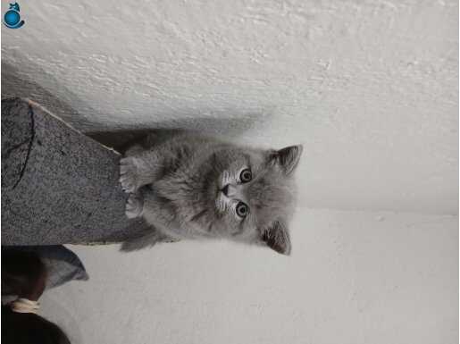 Bu güzel kıza yuva arıyorum 