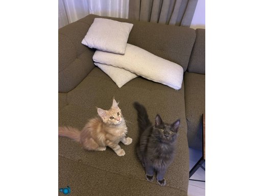 Safkan 3 aylık bebekler 