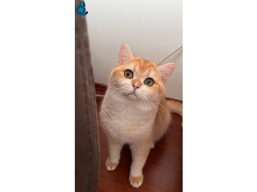British Golden Shorthair 1 yaş erkek
