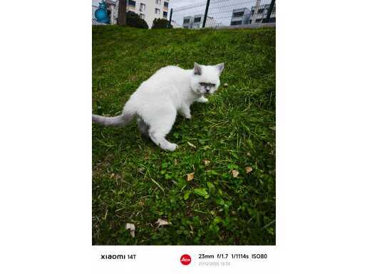 Asil yeni yuvasını arıyor 