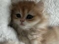 Golden BritishLonghair Yavruşumuz
