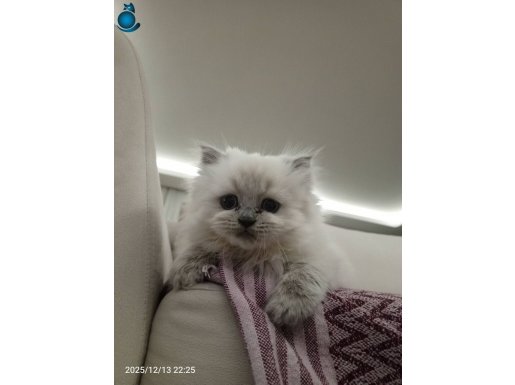 2 AYLIK DİŞİ TAM BİR OYUNCU