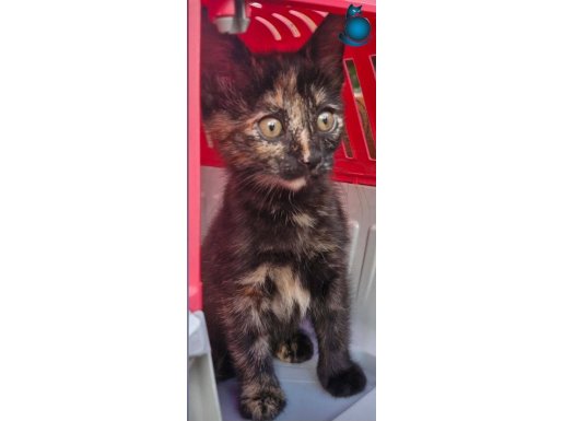 Ömürlük yuvası olsun 