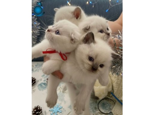 1,5 Aylık Scottish Fold Blue Point