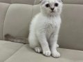 Aşılı  Safkan  Scottish Fold
