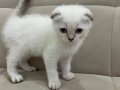 Aşılı Safkan Scottish Fold