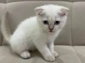 Aşılı Safkan Scottish Fold
