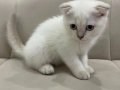 Aşılı Safkan Scottish Fold