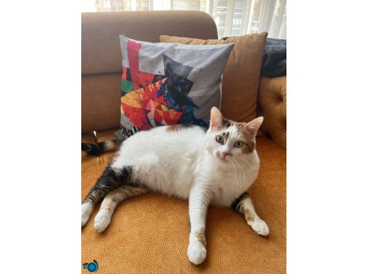 3 renkli Caliga Uğur Kedisi