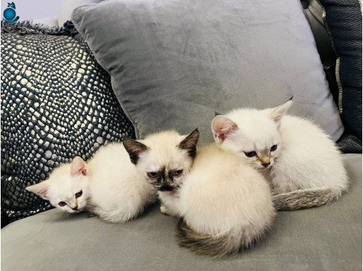 Ayıcık surat formunda olan 2 aylık British Shorthair