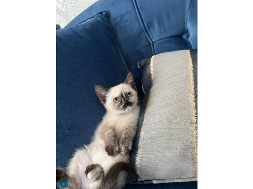 Nadiril bir zarafete sahip 2 aylık Siyam yavrumuz