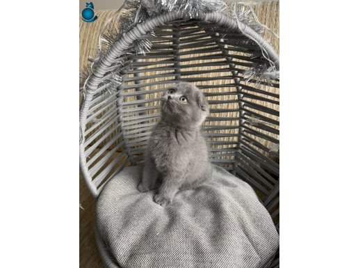 TATLI , OYUNCU MİNİK KEDİŞ