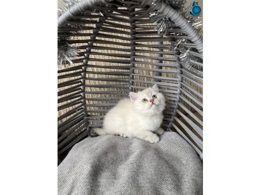 BEBEK KEDİŞ YUVA ARIYORUZ