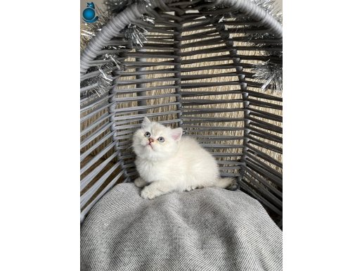 OYUNCU AKILLI USLU MİNİK KEDİŞ YUVA ARIYOR