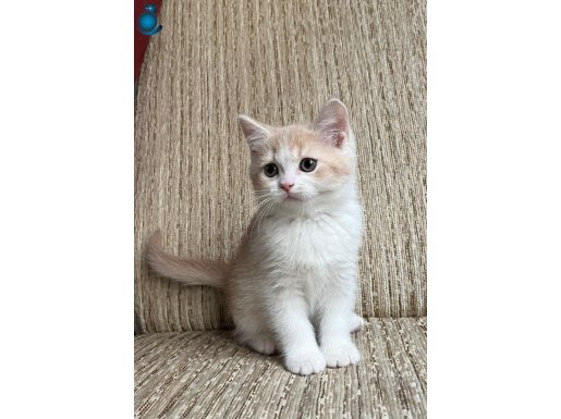 Tatlı akıllı bebek british kedi 