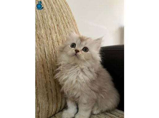 british longhair yumuş yavru kedi