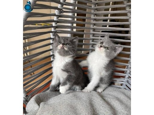 Sevimli Minik British Kardeşler