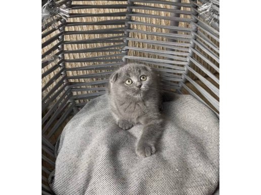 Akıllı uysal yavru kedi 