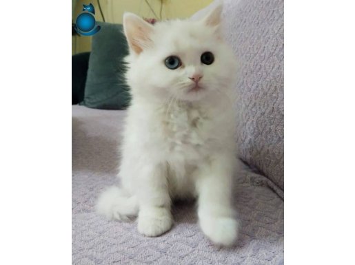 Yavrularımız yeni yuvalarına gitmeye hazırlar 