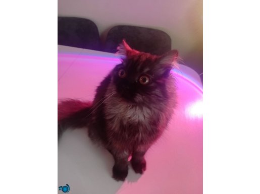 british longhair 5 aylık gökçeye yuva