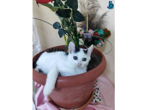 Pamuk sokağa düsmesin