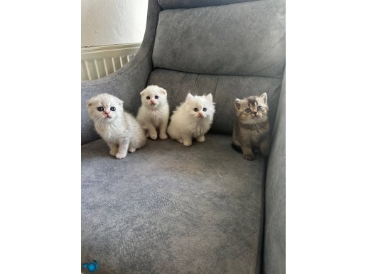 Ayı suratlı yavrular 